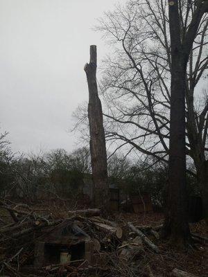 A large dying oak that was in range of the homeowners bedroom.