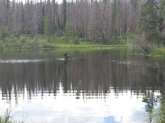 Male moose in Moose Pond