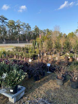 Large selection of all trees and shrubs!