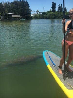 A West Indian Manatee checks us out!