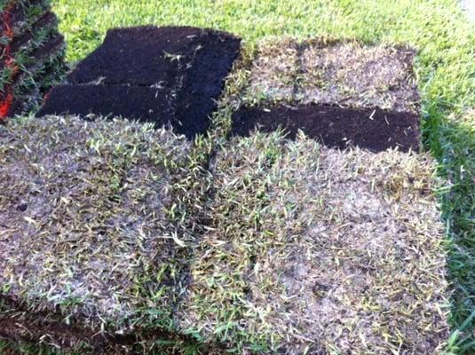 Yep, here's some more quality sod from Sod Depot.  Place your order today..., somewhere else if you're smart!