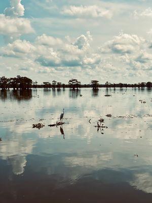 Bird in the Atchafalaya Swamp