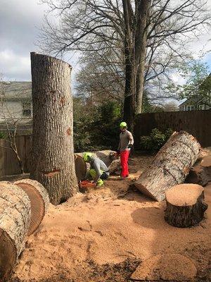 Large tree removal