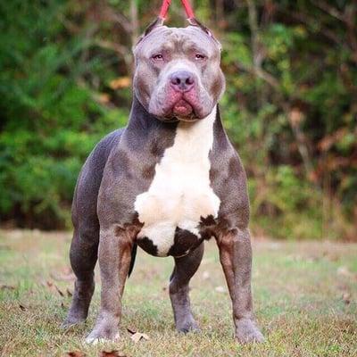 ManMade's "Optimus Prime" Best Xl PitBulls On Earth