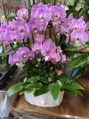 Purple orchid