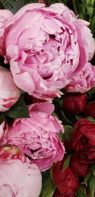 Peonies