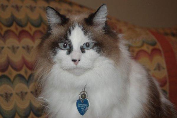 Our gorgeous Ragdoll cat Dysa, another "seasoned citizen" and a gift from one of my clients.