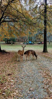 We saw this trip each afternoon down the road!