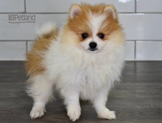 Pomeranian