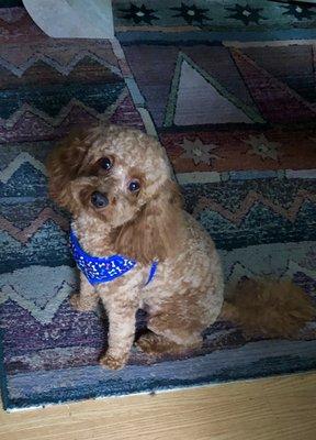 Teddy sporting his awesome teddy bear cut.