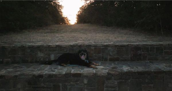 Dog at the Mini Ampitheater