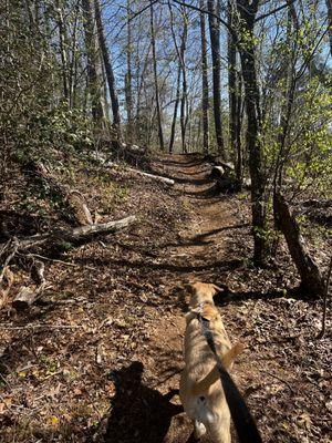 Lake Hickory Trails