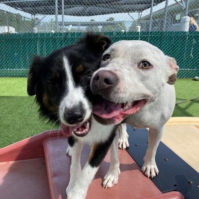 Dog Day Care friends!