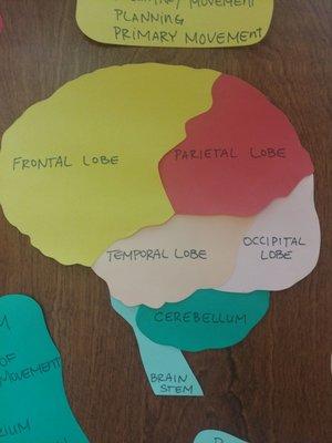 Brain areas