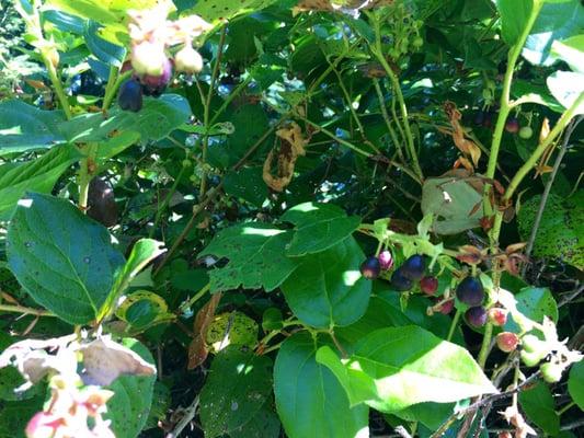 Learning about edible berries.