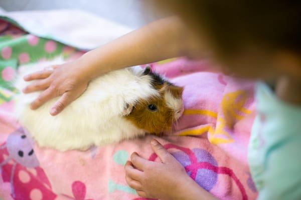 A Robin takes care of the beloved class pet, Squeakers.