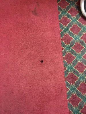 Bug on the floor