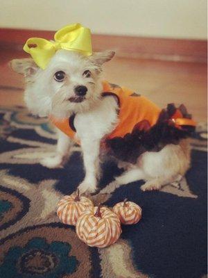 Some of our lovely pets submitted their costumes for our Halloween contest. Which is your favorite? https://animalmedicalfl.com/