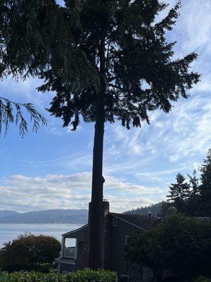 Douglas Fir Tree