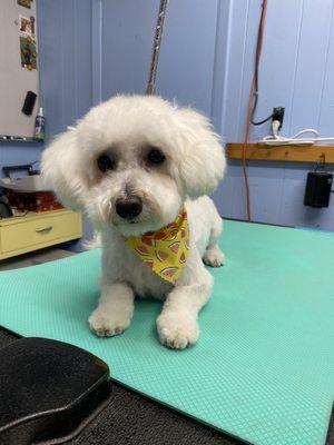 Yukiko's Dog Grooming