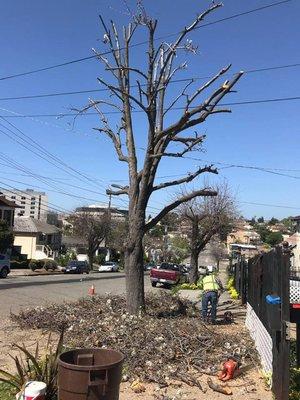 Tree Services