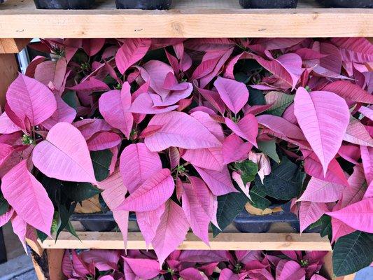 Pink poinsettias at Marin Ace 12 21