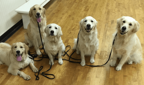 The Polished Pooch of Collierville - Goldens in Training School