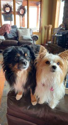 Toy Aussie "Ryder" & Party Yorkie "Paris"