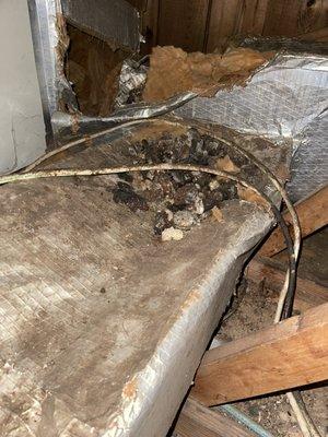 Raccoon feces and significant ac damage