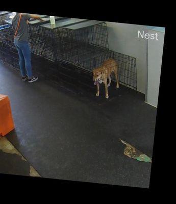 Alone in her crate.