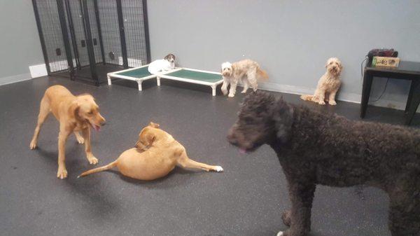 Dog Days Daycare & Boarding 350 University Ave, St Paul 55130