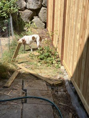 Broken planter box.