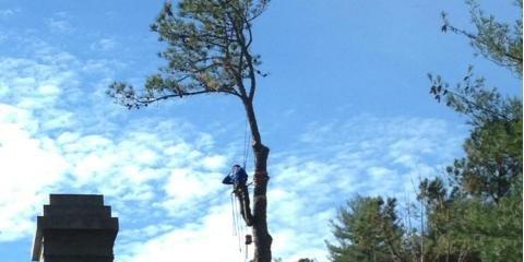 McAllister Tree Service