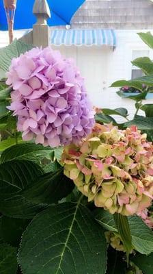 Beautiful hydrangeas!