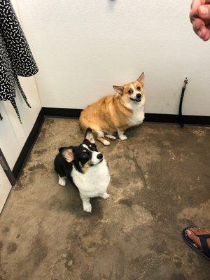 2 crazy corgis