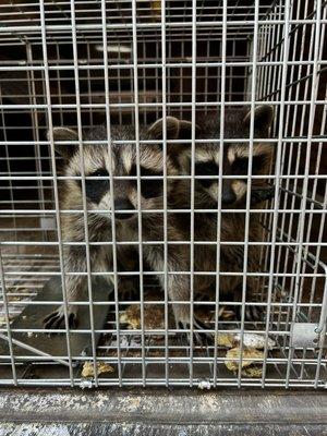 Raccoons safely relocated.