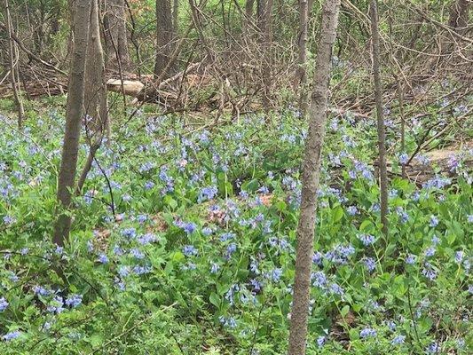 Wild flowers at Chautauqua bottoms