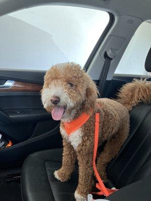 Ready for his groom!