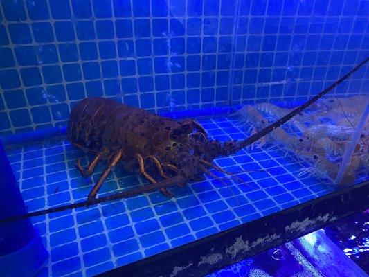 Live California Spiny Lobster