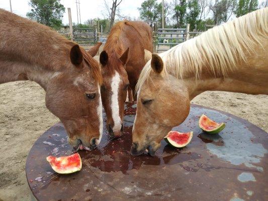 Horses enjoy their friends