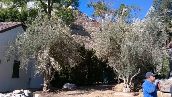 New olives planted for mature look