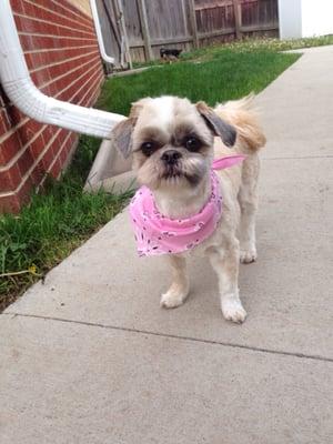 Maddie had another beautiful haircut by Susan today!