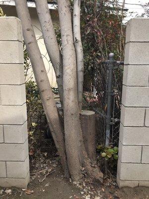 Tree on Property line.