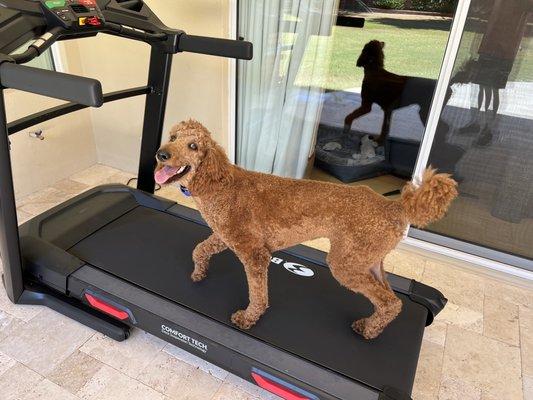 Ollie on the treadmill