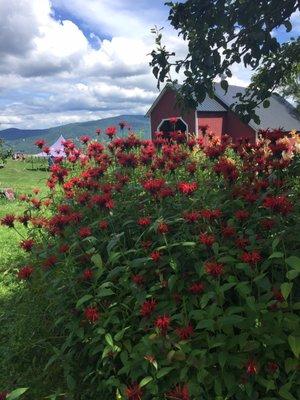 Flowers next to the blueberry bushes