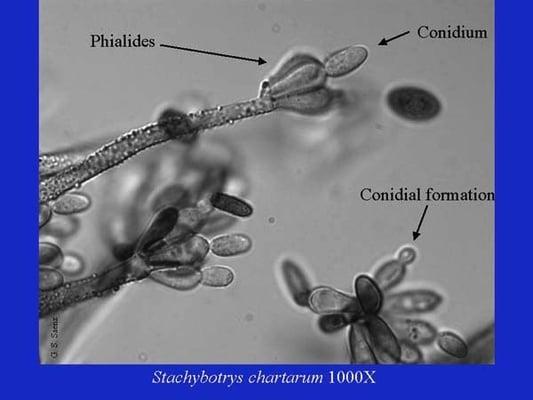 Mold Testing available with inspections!