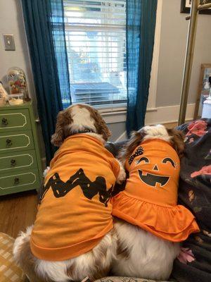 Halloween outfitted puppies looking for the Great Pumpkin!