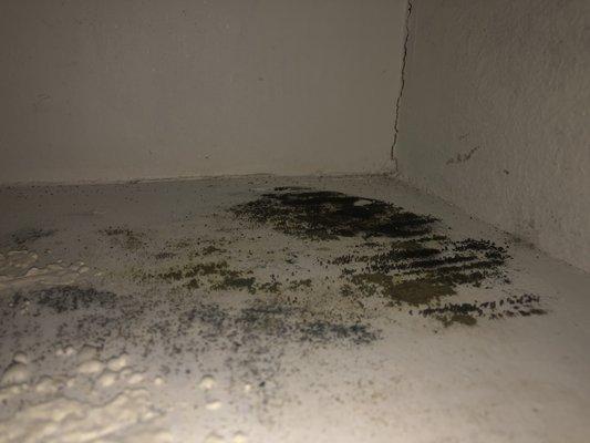 mold in kitchen cabinet