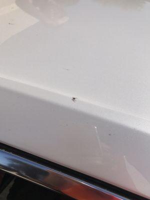 Spider infested my vehicle from the dealership.