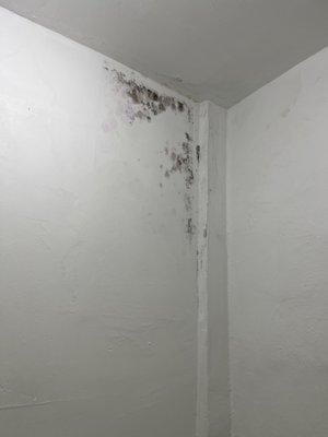 Black mold in the bathroom